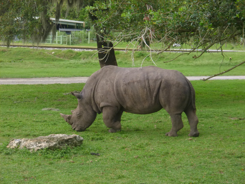 rhino, busch gardens, orlando, florida