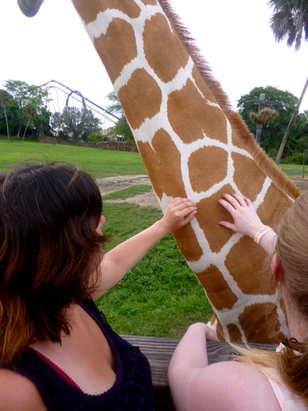 meeting a giraffe, serengeti safari, busch gardens, orlando, florida