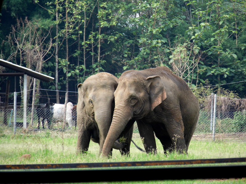 Elephant Nature Park, Thailand