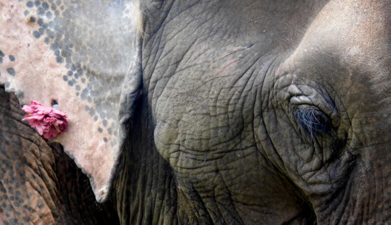 Elephant Nature Park, Thailand