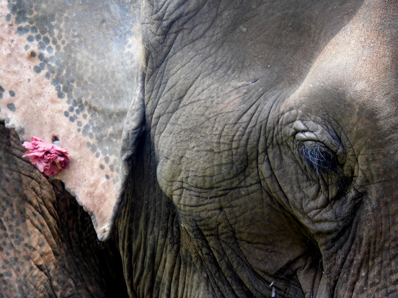 Elephant Nature Park, Thailand