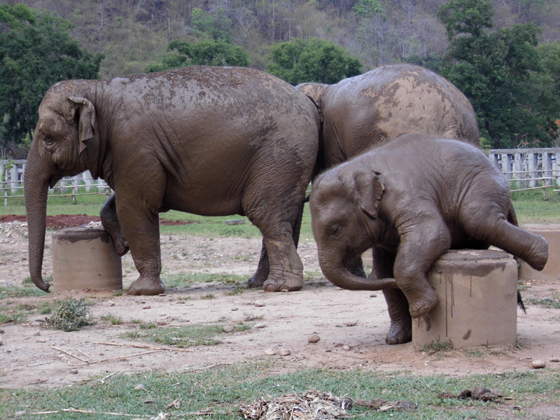 Elephant Nature Park, Thailand