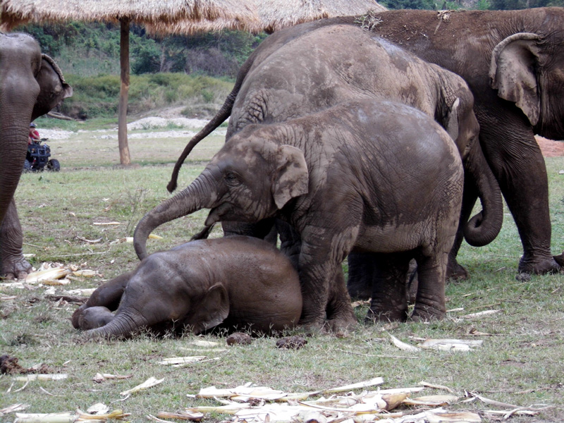 Elephant Nature Park, Thailand