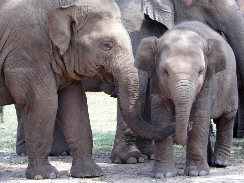 Elephant Nature Park, Thailand