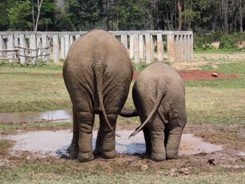 Elephant Nature Park, Thailand