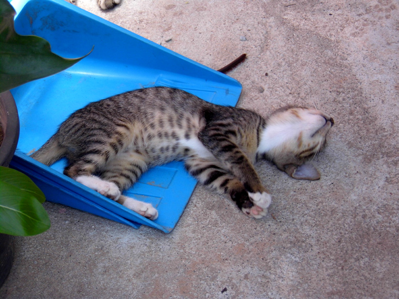 kitten, koh phi phi, island, thailand