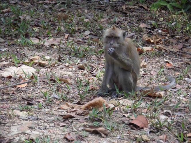 Monkey, Koh Lanta, Thailand