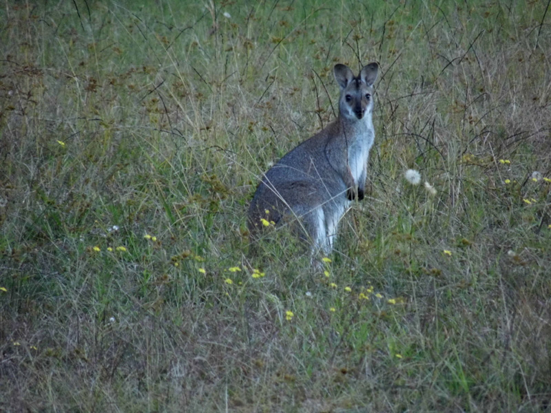 Wallaby, New South Wales, Australia
