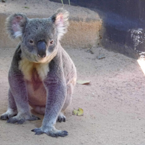 My Ultimate Budgeting Guide For Your Backpacking Trip To Australia