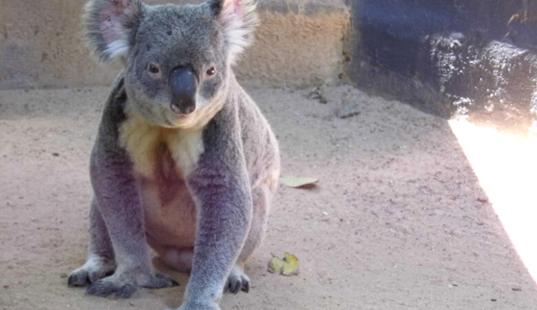 Lone Pine Koala Sanctuary, Brisbane, Australia