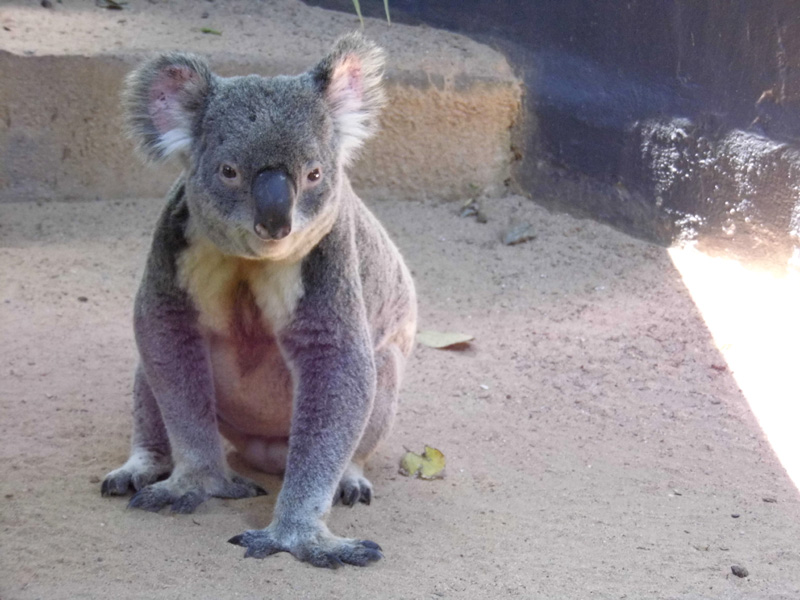 Lone Pine Koala Sanctuary, Brisbane, Australia