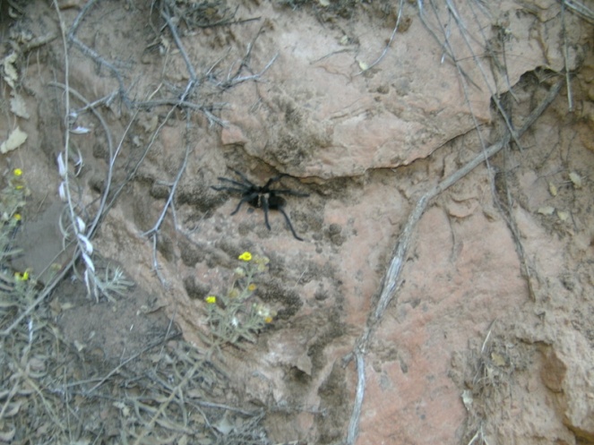 Tarantula, Zion National Park hike, USA