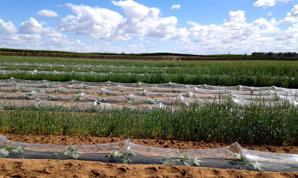 Farm work, fruit picking, backpacker, working holiday visa, Australia