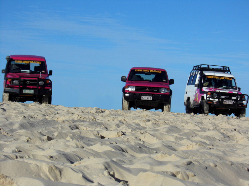 Fraser Island Dingo's tour, Australia
