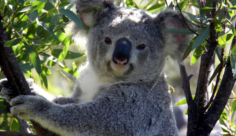 Wild koala, Magnetic Island, Australia