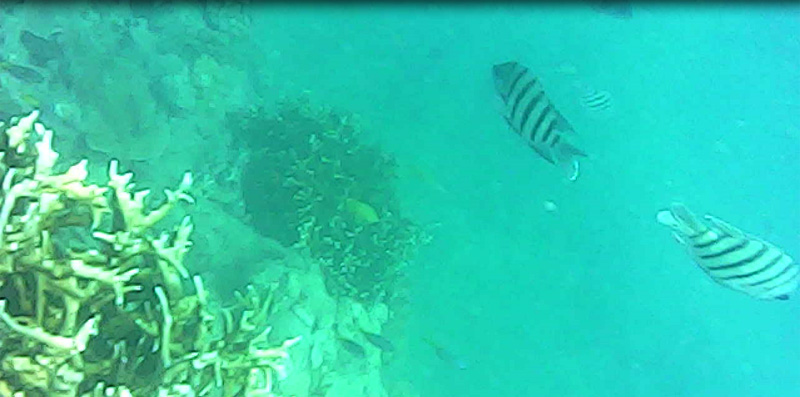 Whitsundays snorkelling, Australia