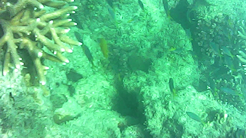 Whitsundays snorkelling, Australia