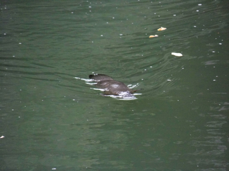 Platypus, Broken River, Eungella National Park, Queensland, Australia