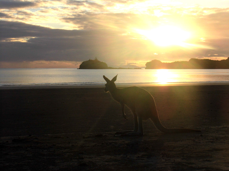 Kangaroo beach sunrise, Cape Hillsborough, Mackay, Australia