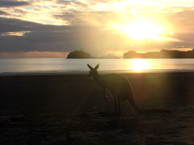 Kangaroo beach sunrise, Cape Hillsborough, Mackay, Australia