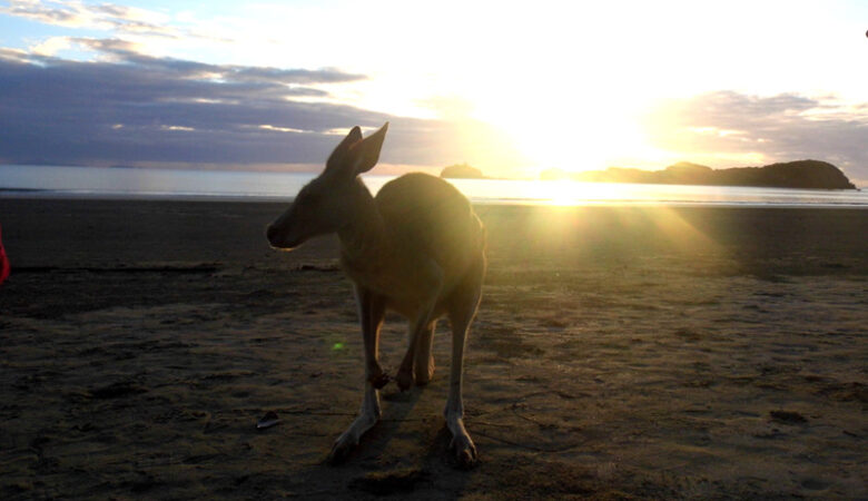 Kangaroo beach sunrise, Cape Hillsborough, Mackay, Australia