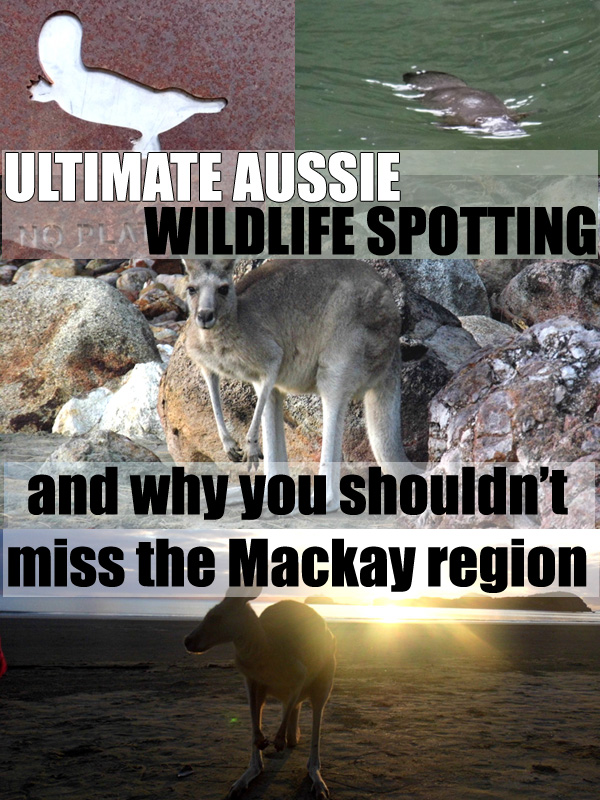 Australian Wildlife and Where To Find Them - Platypuses and Kangaroos in Mackay