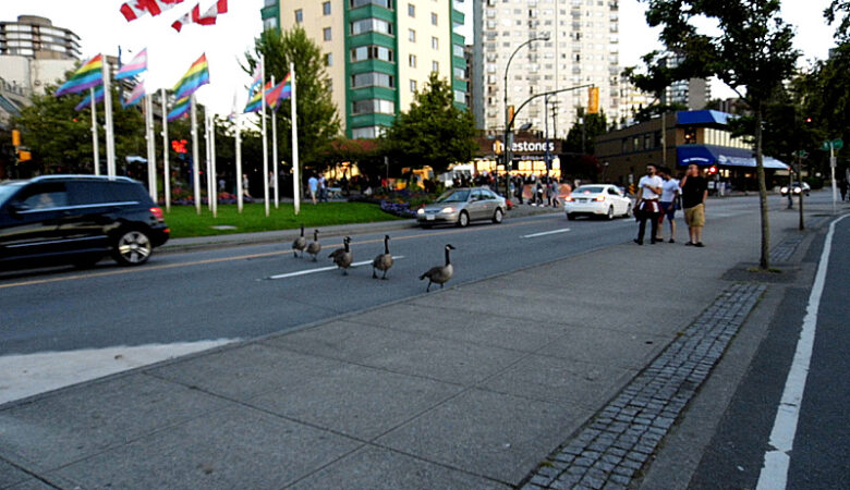 Geese and Canadian flag, Vancouver, Canada