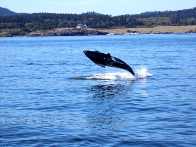 Orca, whale watching, Vancouver, Canada