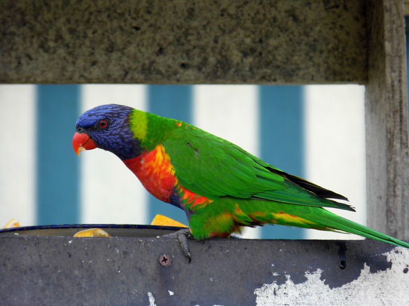 lorikeet australia