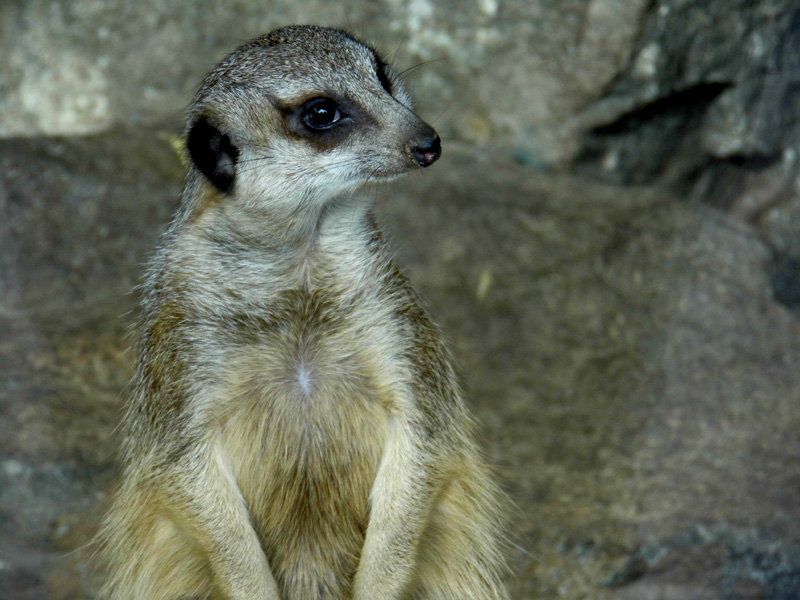 meerkat, edinburgh zoo