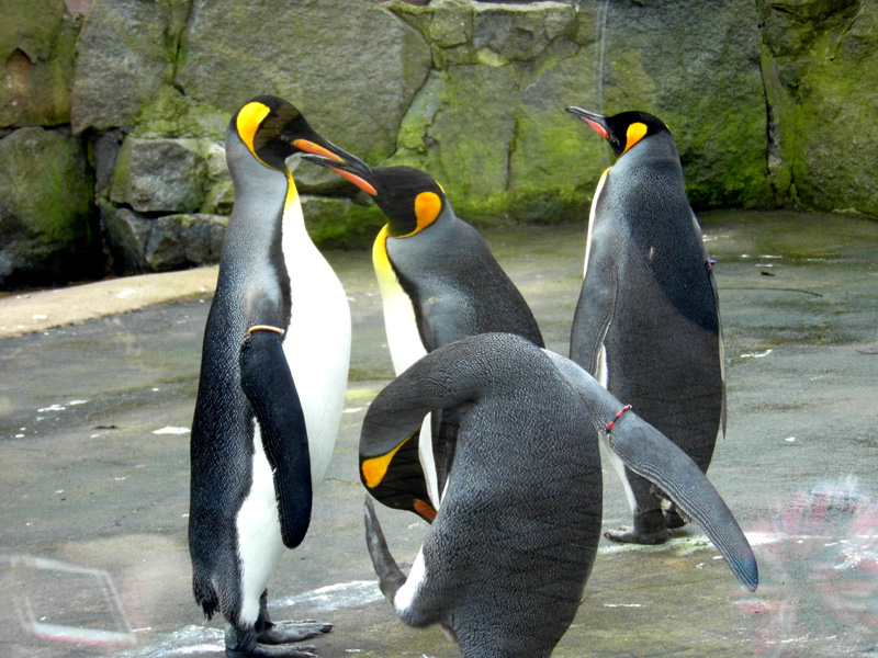 penguins edinburgh zoo