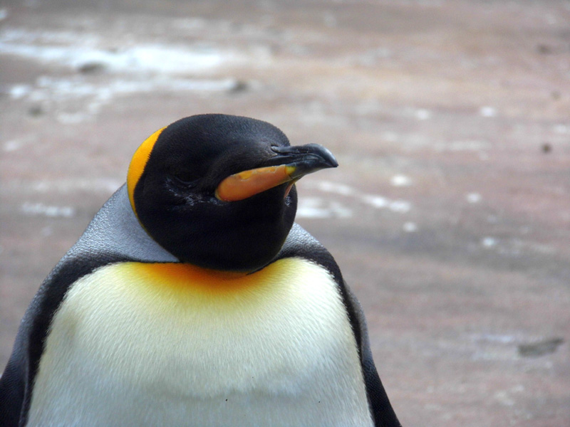 penguin, edinburgh zoo