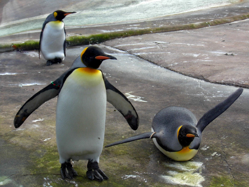 king penguin, edinburgh zoo