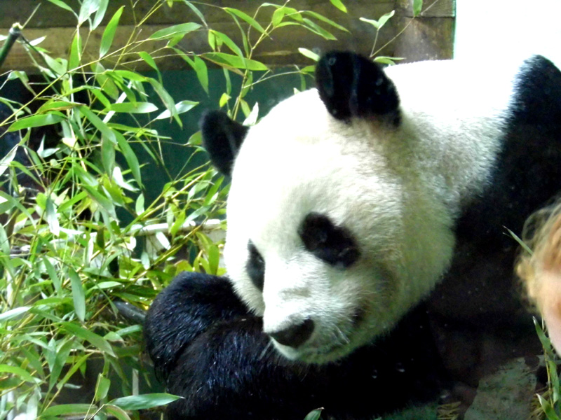 giant panda edinburgh zoo
