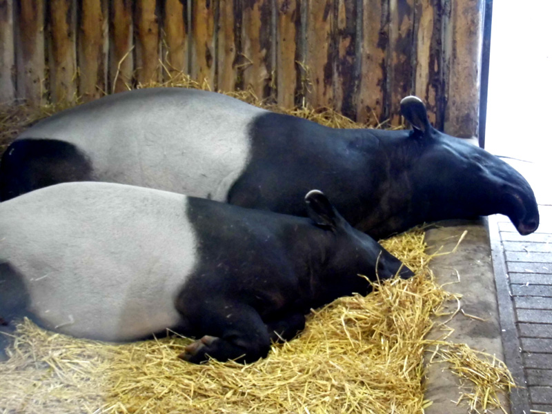 tapirs, edinburgh zoo