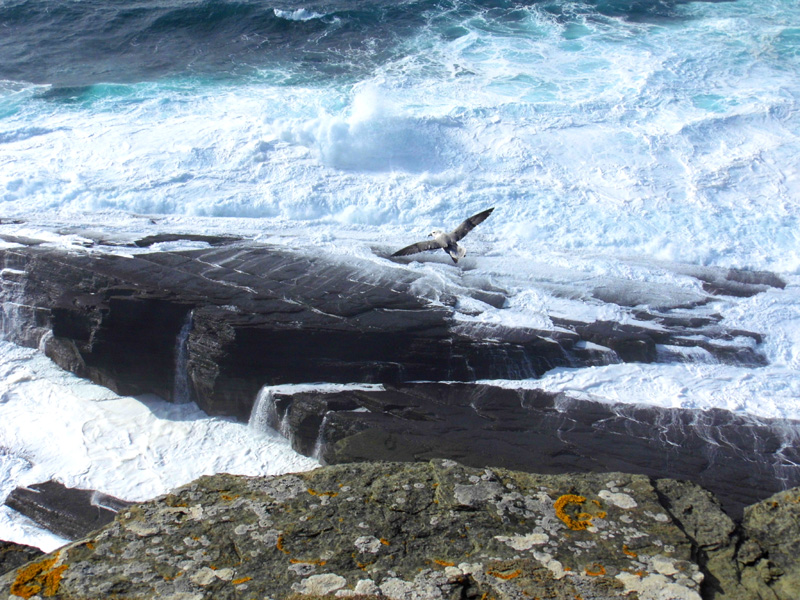 brough of birsay, orkney, scotland, island, cliffs, bird