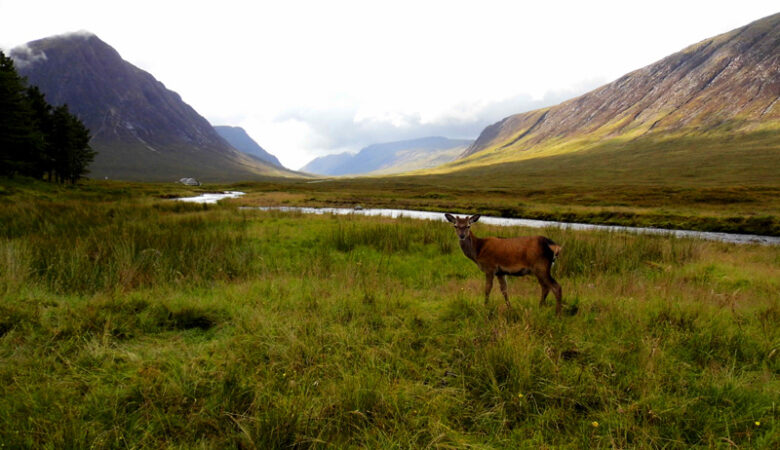Deer at King's House Hotel, Glencoe mountains, Scotland