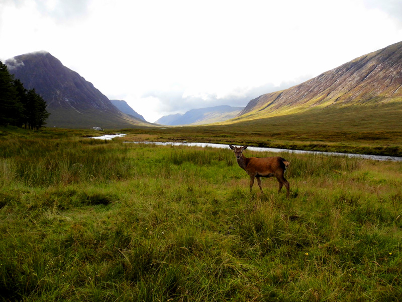 Deer at King's House Hotel, Glencoe mountains, Scotland