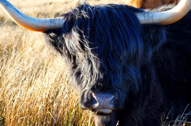 Black Highland cow, Orkney, Scotland