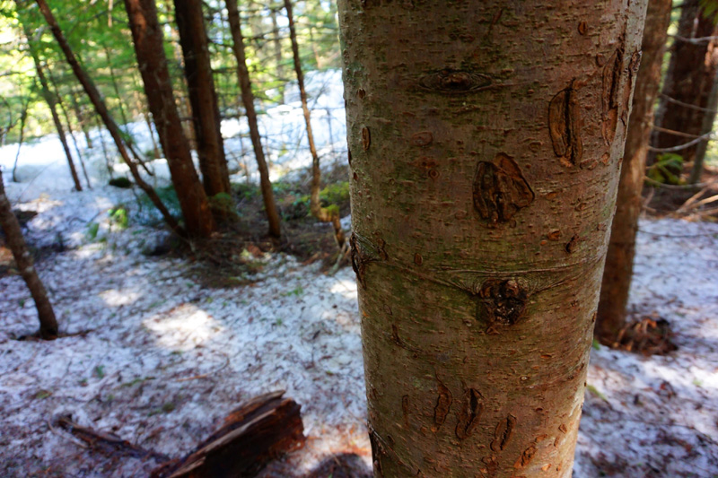 BEAR CLAWS! Whistler, Canada