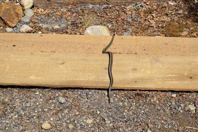 Snake, Squamish, BC, Canada