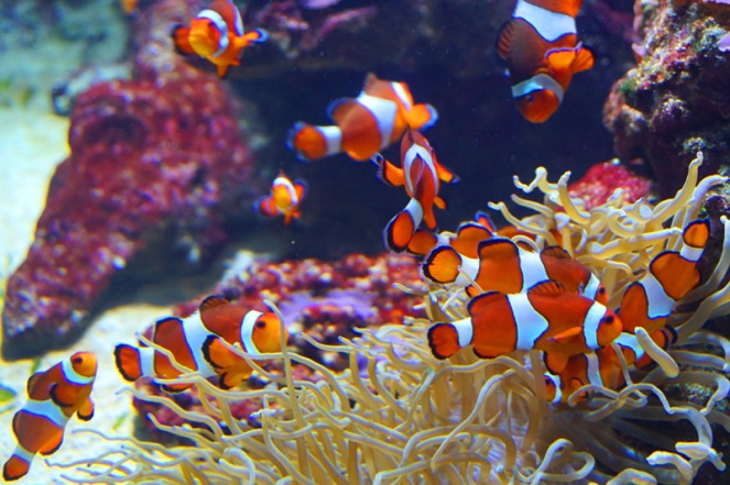 Nemo, Vancouver Aquarium, Vancouver, Canada