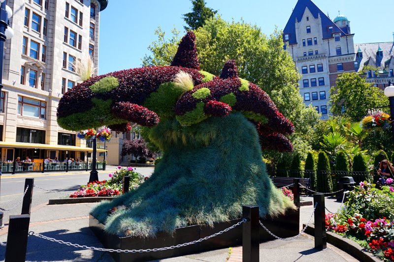 Orca hedge, Victoria, BC, Canada