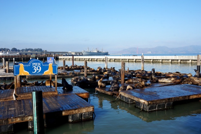 Sea lions, Pier 39, Fisherman's Wharf, San Francisco