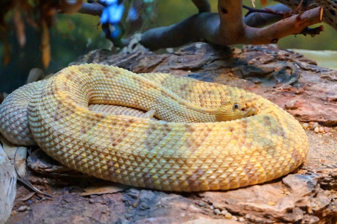 Snake, San Diego Zoo, USA