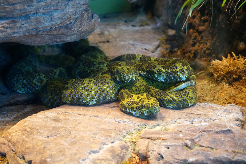 Snakes, pit vipers, San Diego Zoo, USA
