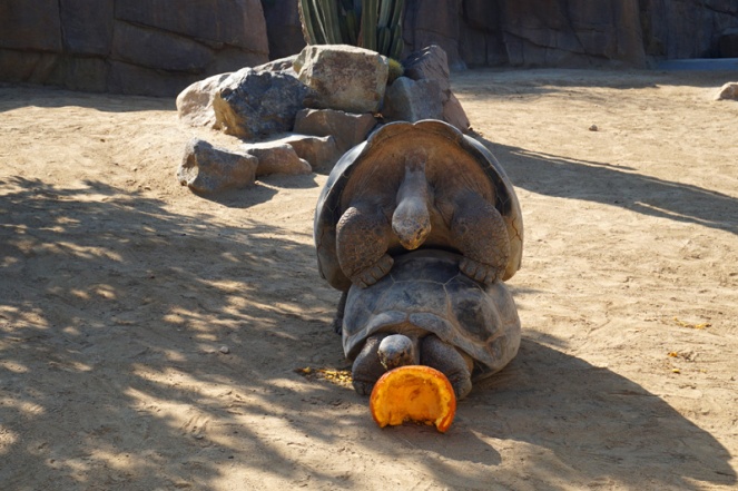 Giant tortoises, San Diego Zoo, USA