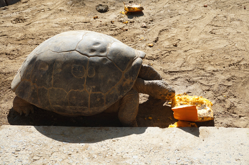 Giant tortoise, San Diego Zoo, USA