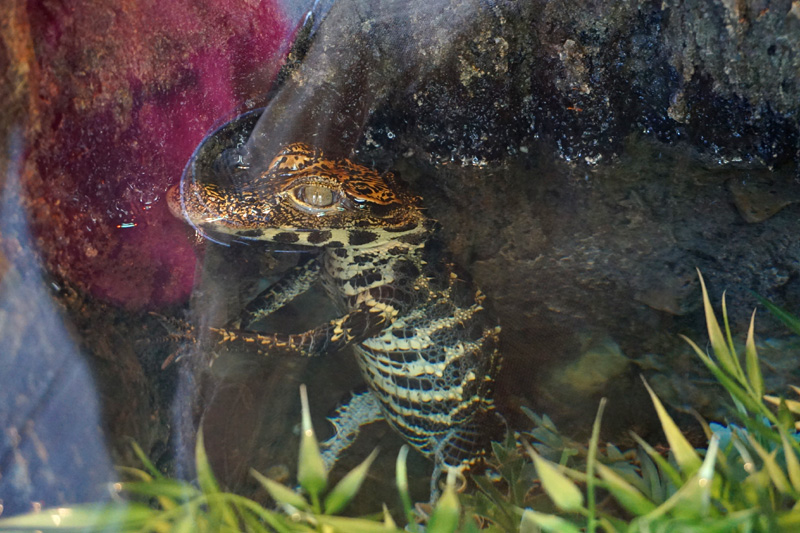 Tiny crocodile, San Diego Zoo, USA