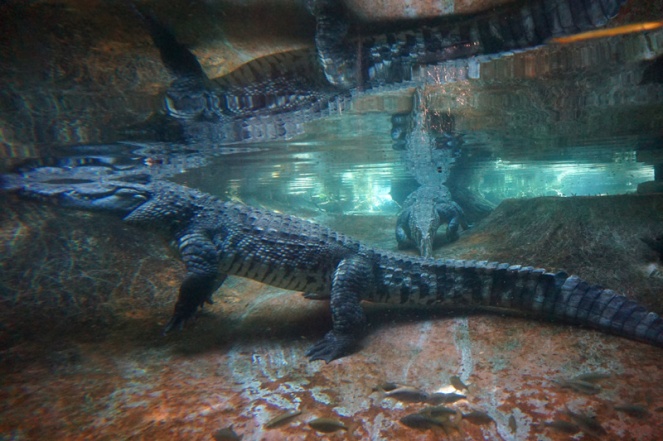 Crocodile, San Diego Zoo, USA